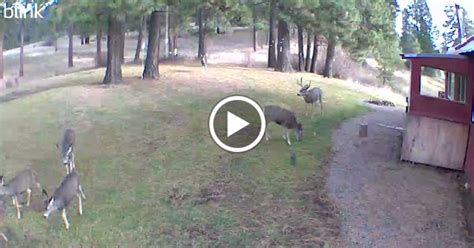 ifish hunting|2023 Official Trail Cam Thread .